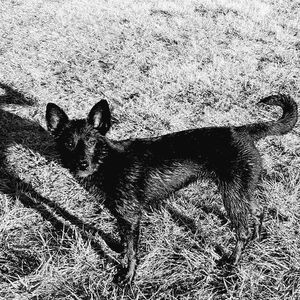 Meet your Posher, Watson